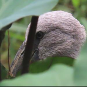 Asian openbill stork