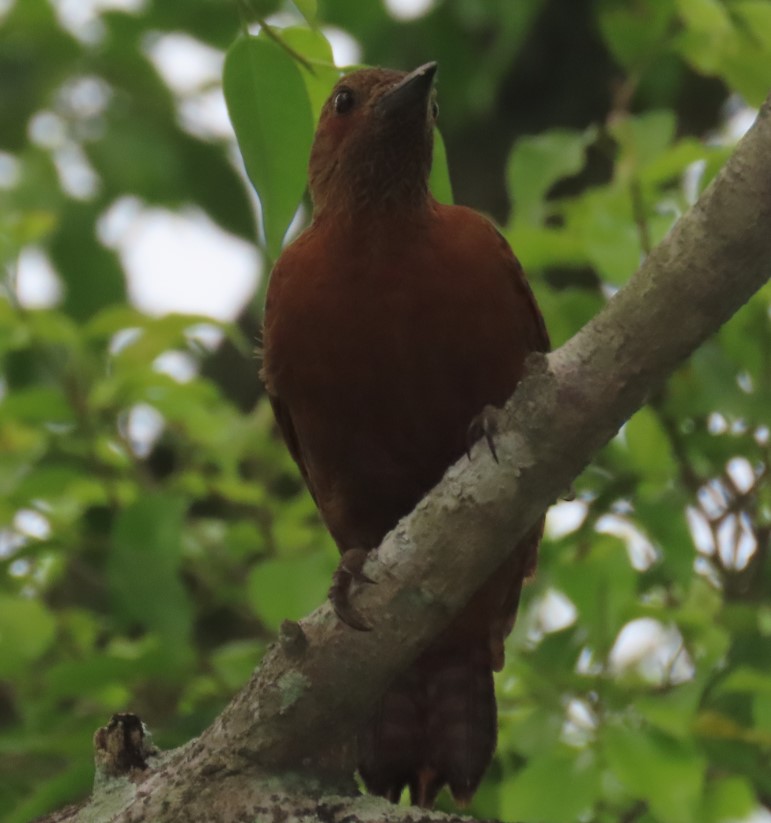 Rufous woodpecker