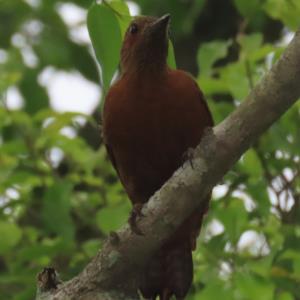 Rufous woodpecker