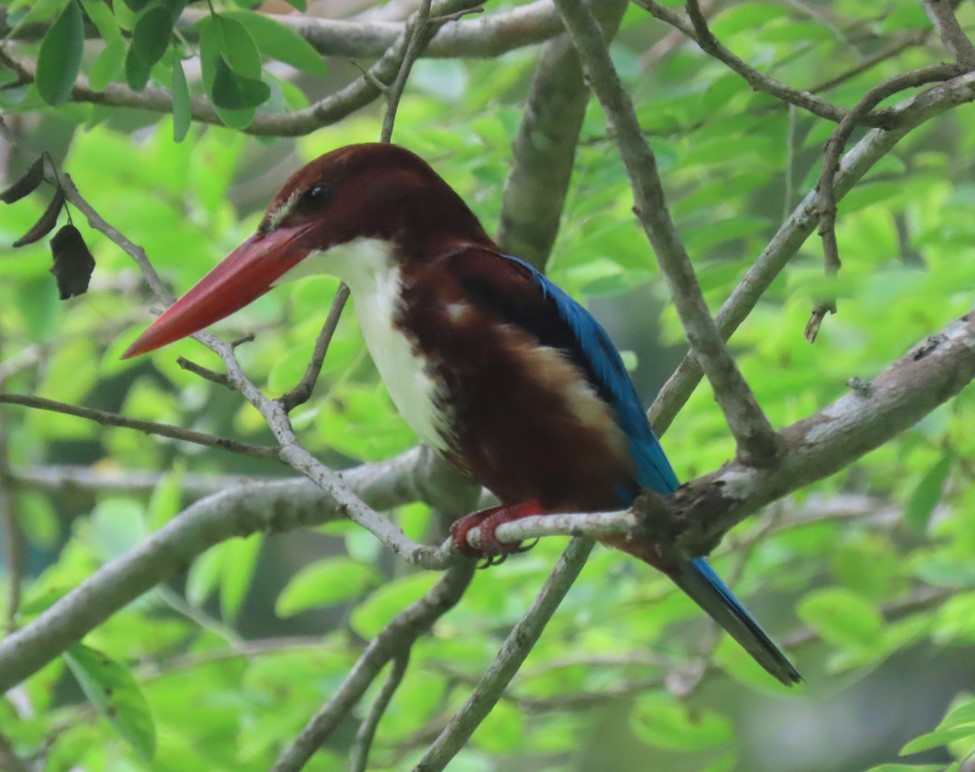 White-throated kingfisher