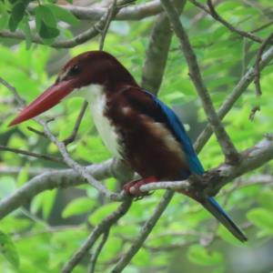 White-throated kingfisher