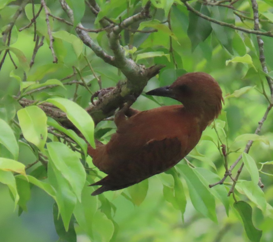 Rufous woodpecker