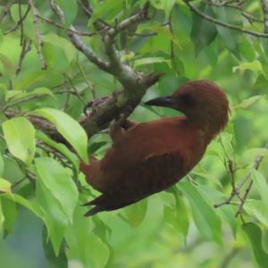 Rufous woodpecker