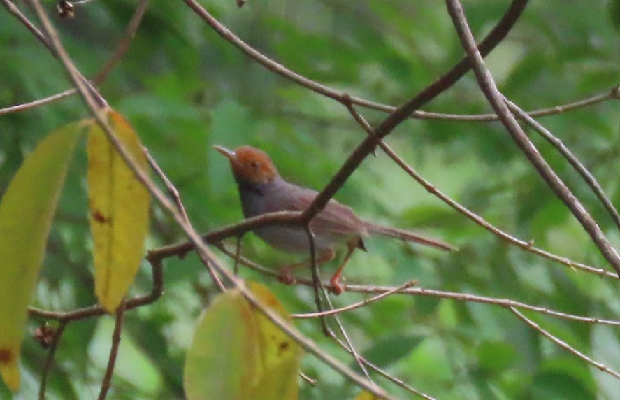 Ashy tailorbird