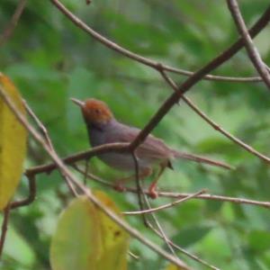 Ashy tailorbird