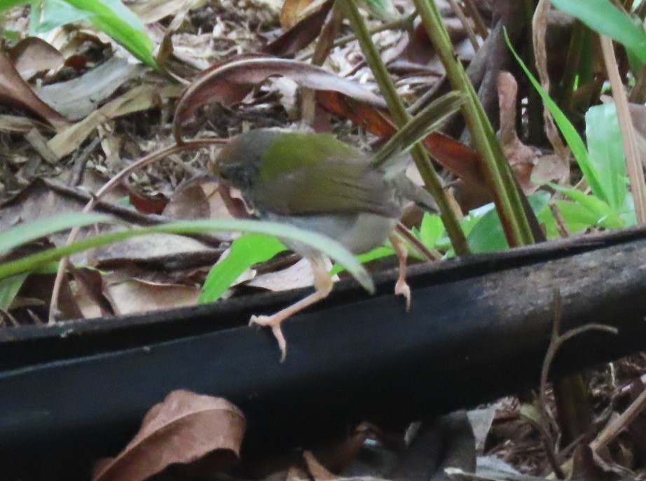 Common tailorbird