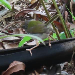 Common tailorbird
