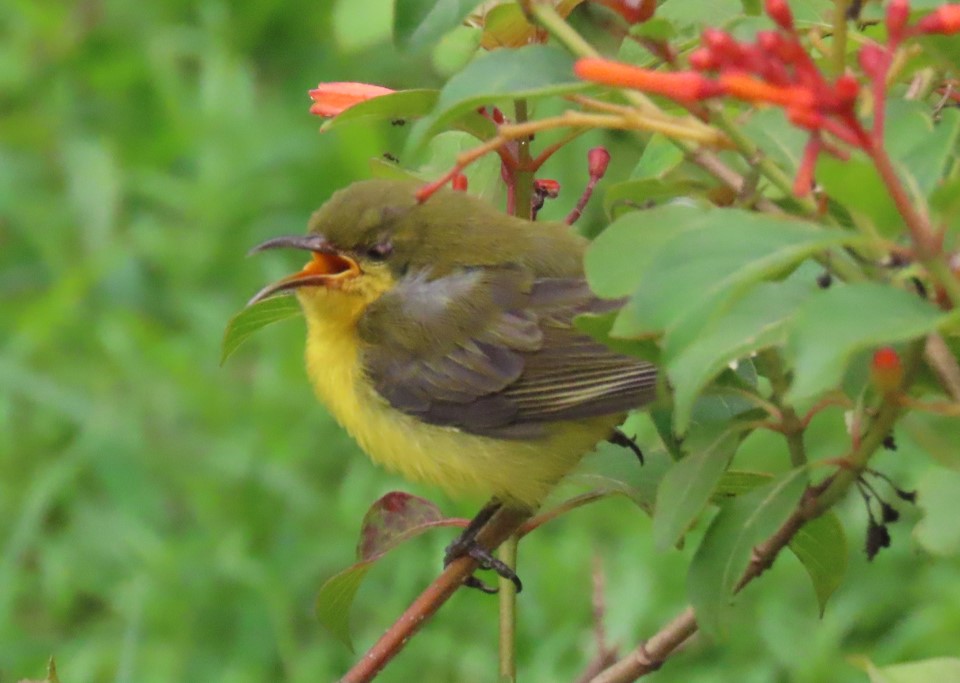 Garden sunbird