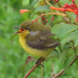 Garden sunbird