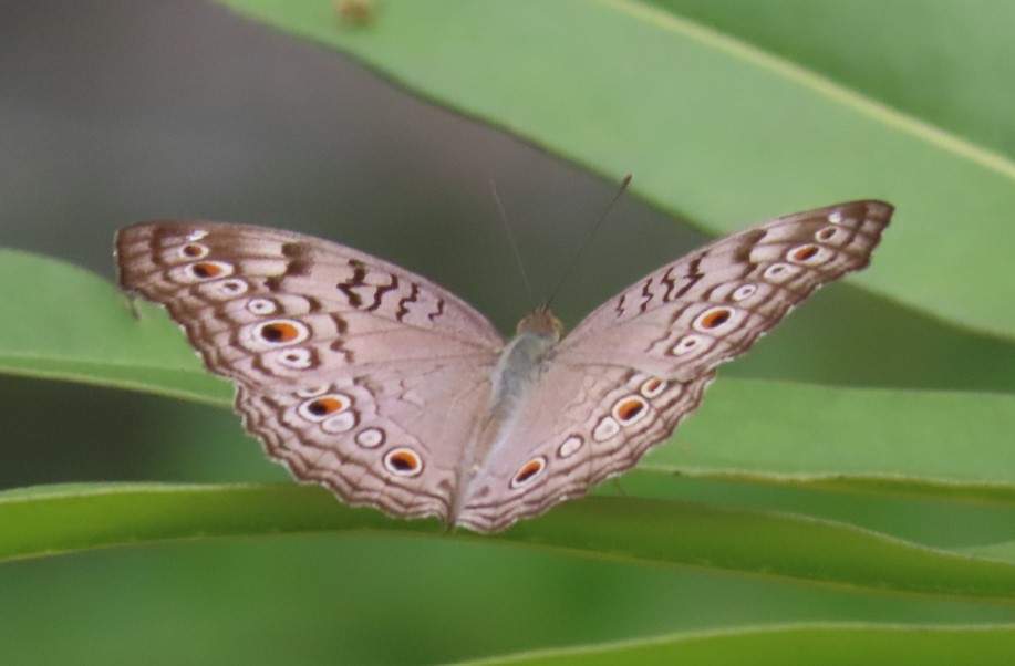 Grey pansy