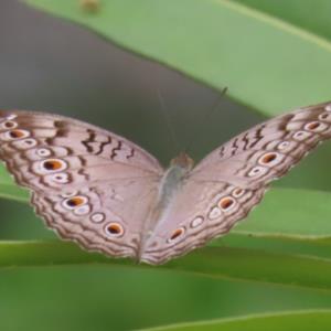Grey pansy