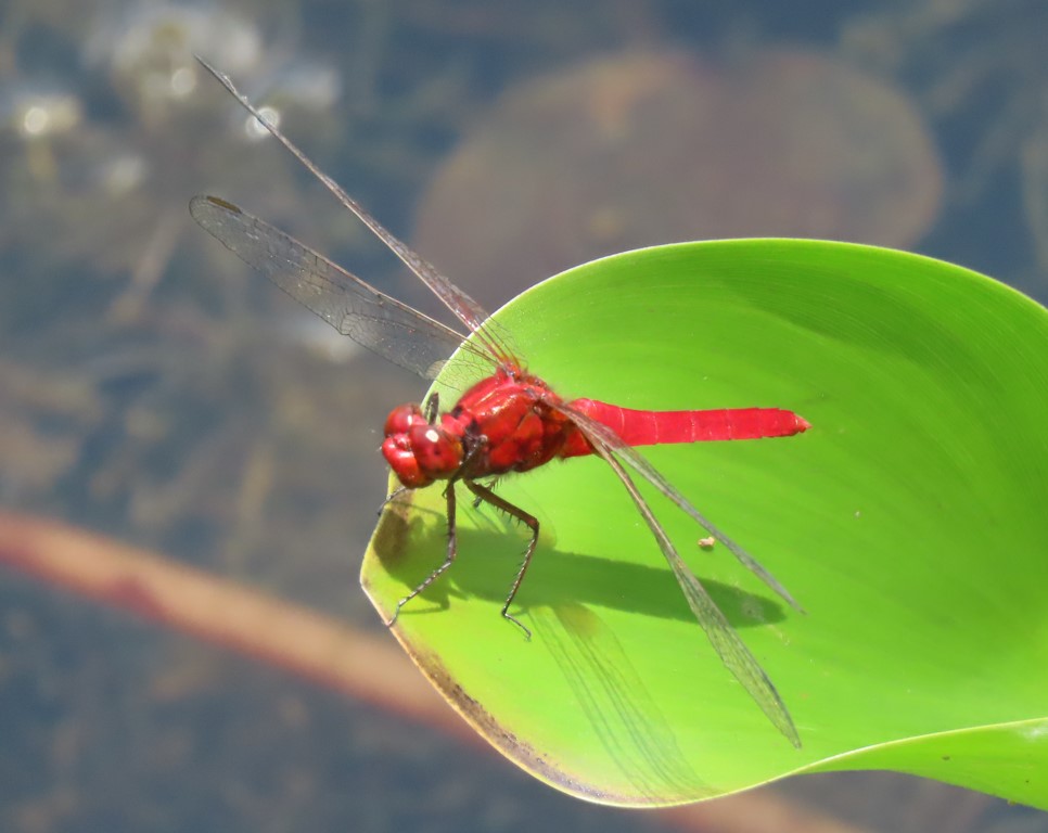 Common redbolt