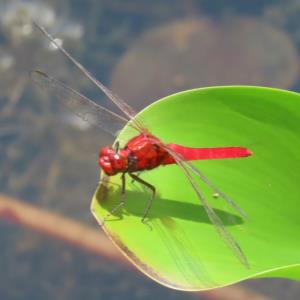 Common redbolt