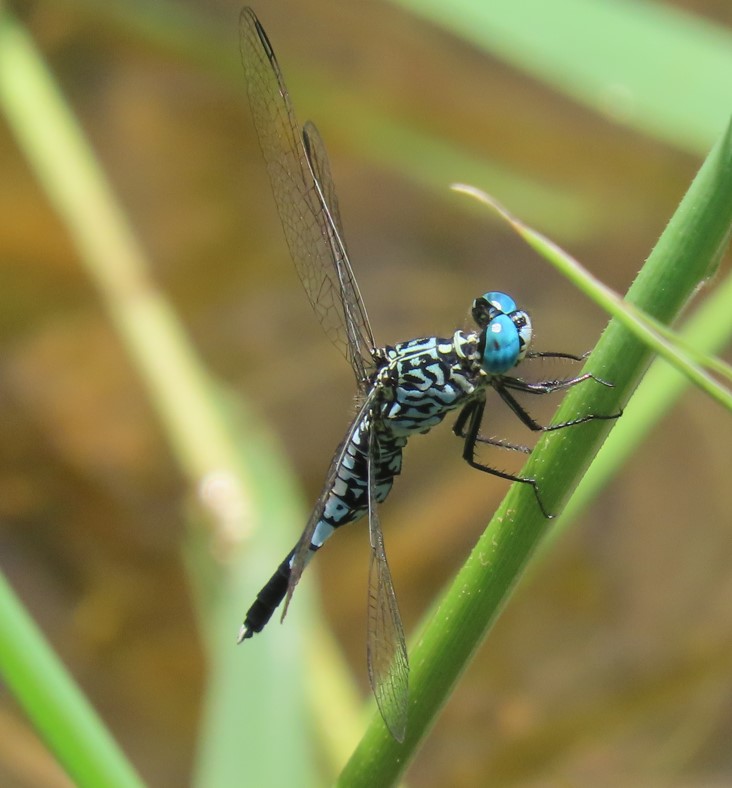 Trumpet tail