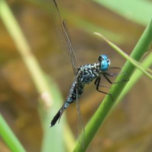 Trumpet tail