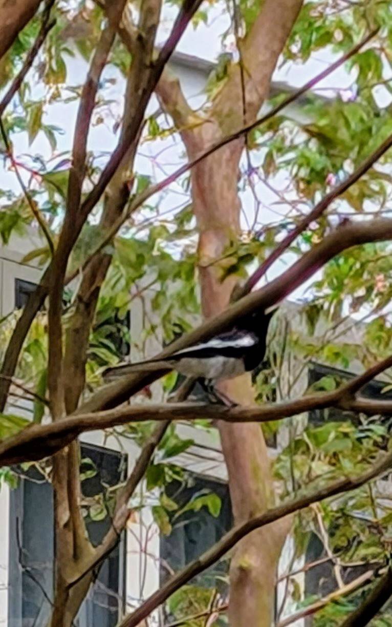 Oriental magpie robin 