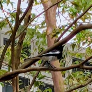 Oriental magpie robin 