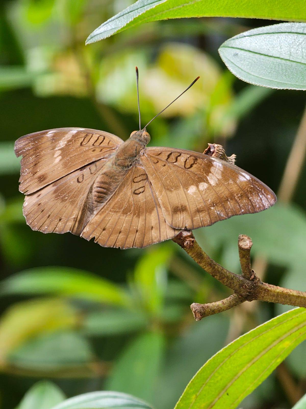 Common baron