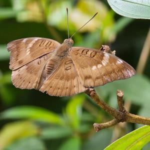 Common baron