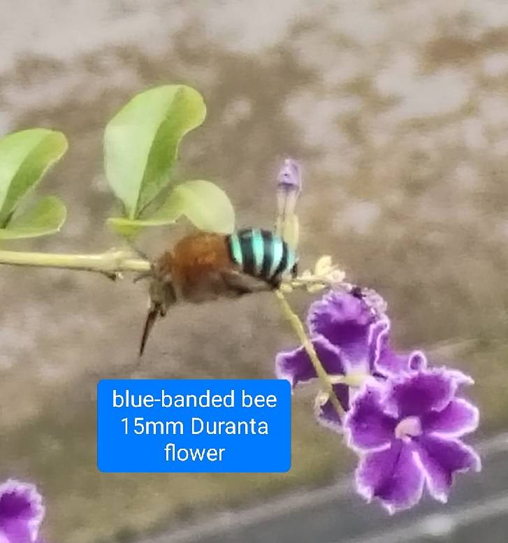 ? amegilla andrewsi