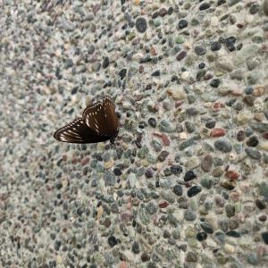 Malayan eggfly