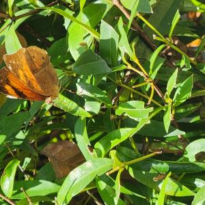 Autumn leaf (female)