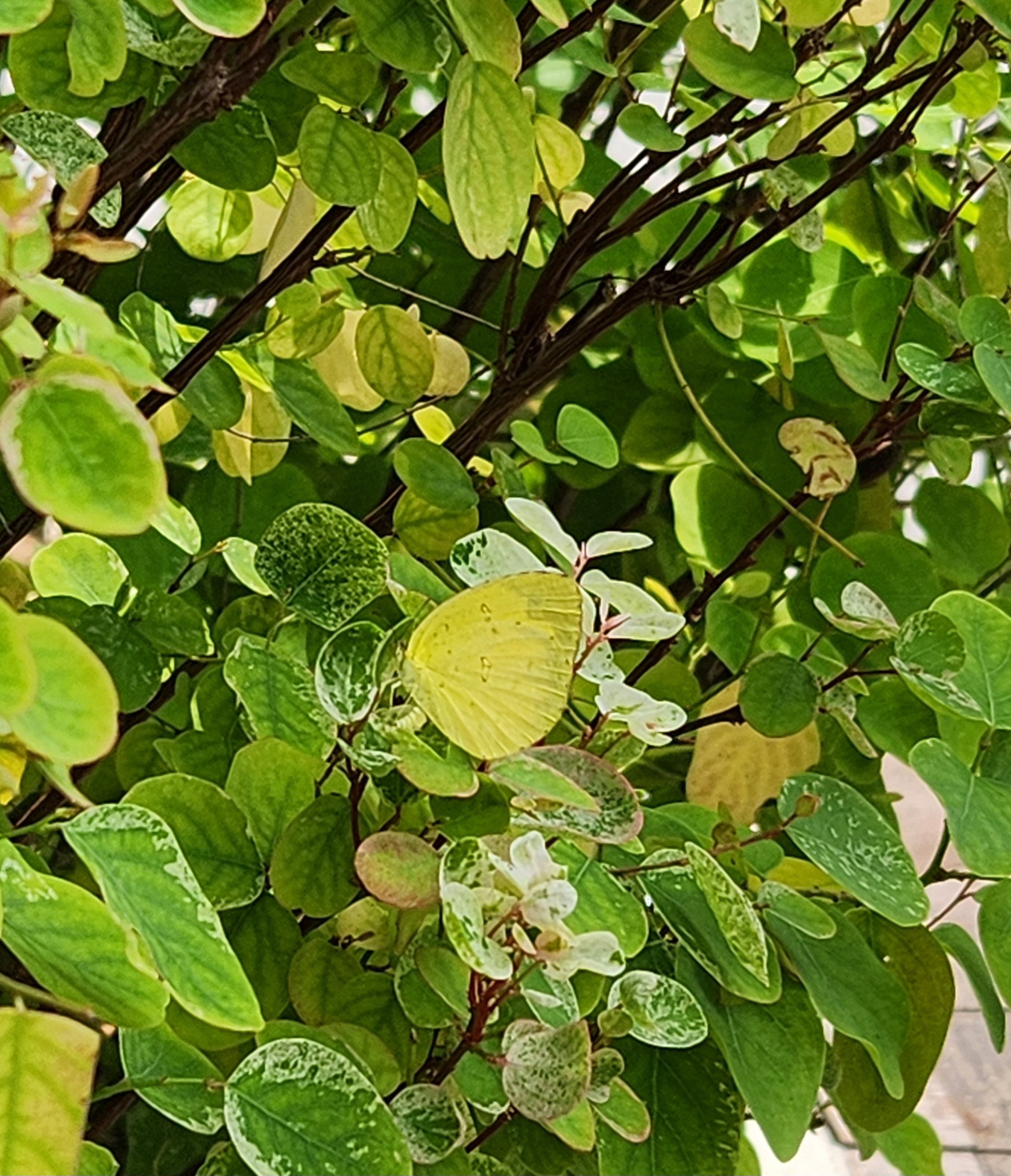 Common grass yellow