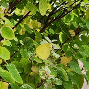 Common grass yellow