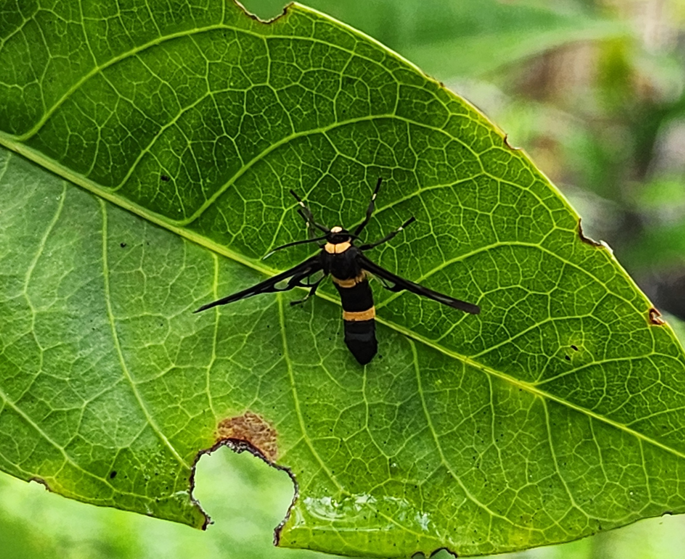 Handmaiden moth