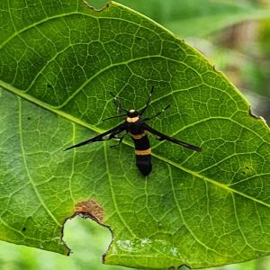 Handmaiden moth
