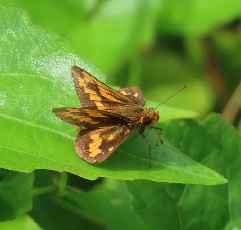 Common palm dart