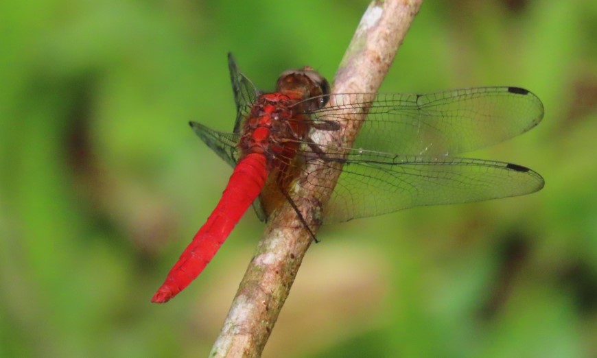 Common scarlet