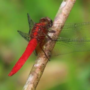 Common scarlet