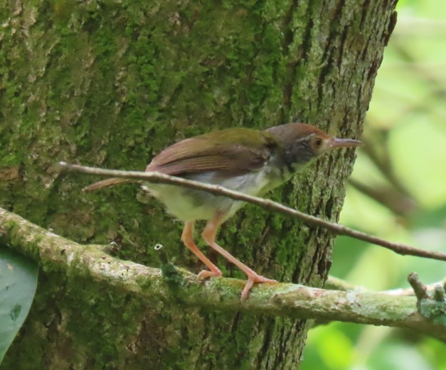 Common tailorbird
