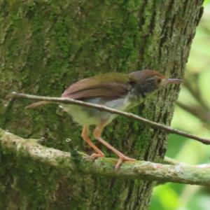 Common tailorbird