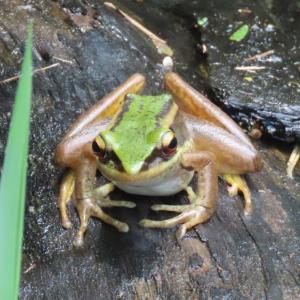 Green paddy frog