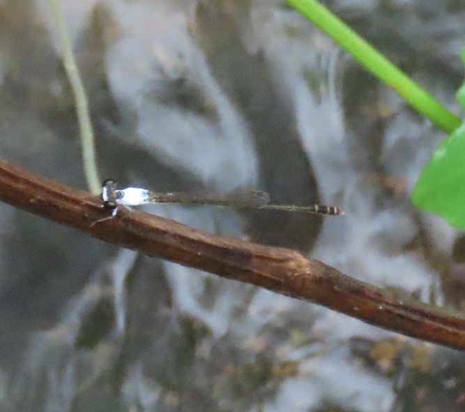 Variable wisp