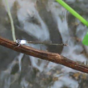 Variable wisp
