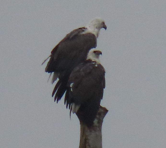 White-bellied sea eagle