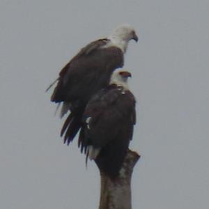 White-bellied sea eagle