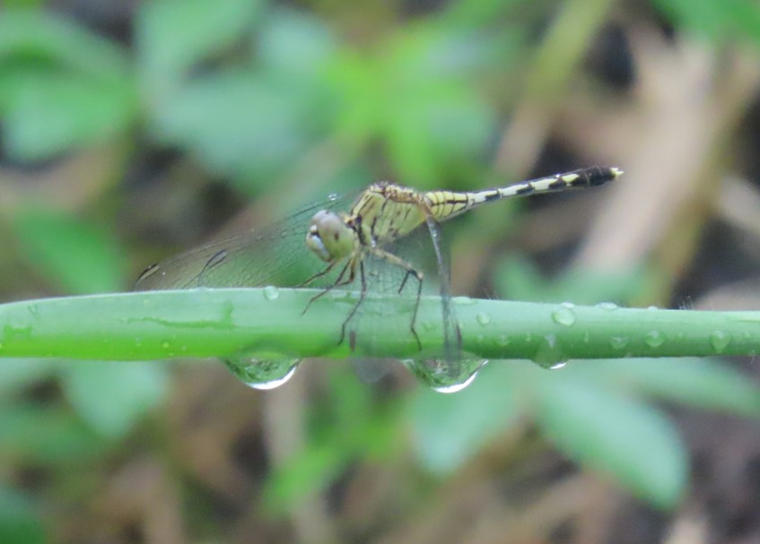 Blue percher