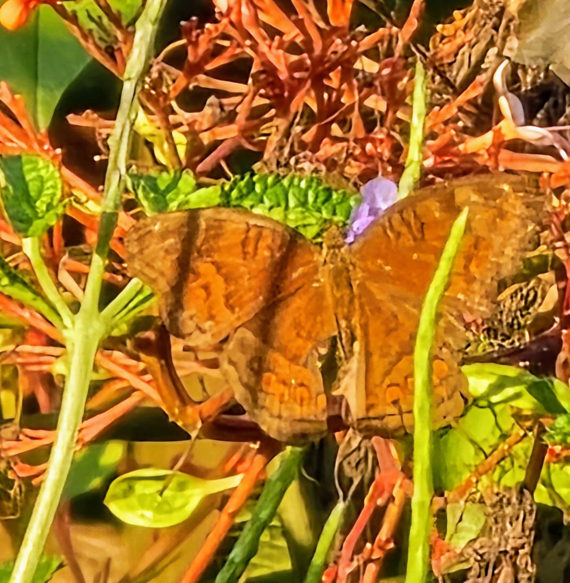 Junonia hedonia butterfly