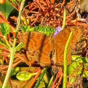 Junonia hedonia butterfly