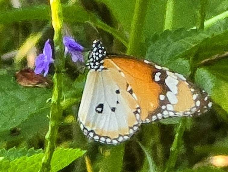 Plain tiger butterfly