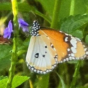 Plain tiger butterfly