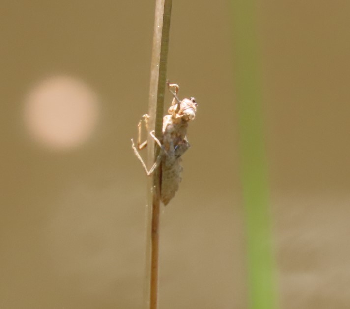 Shed exoskeleton