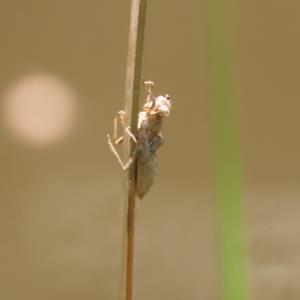 Shed exoskeleton
