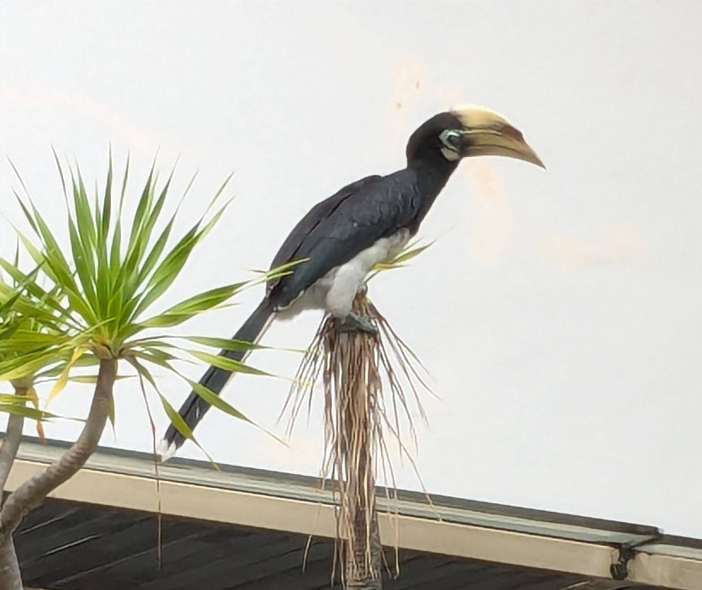 Oriental pied hornbill