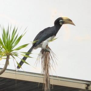 Oriental pied hornbill