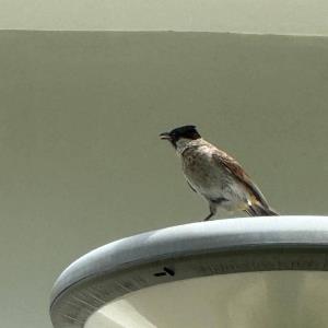 Sooty-headed bulbul